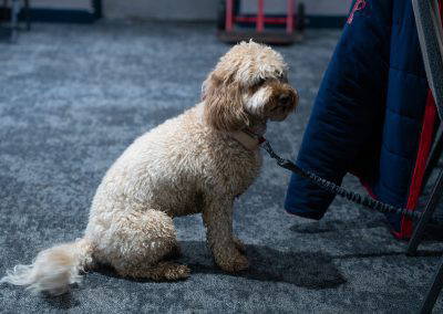 A dog waiting patiently beside a chair at the Sedgley Park managers training evening